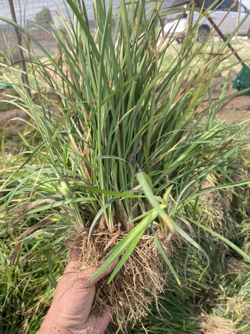 麦冬苗麦冬草丹麦草麦冬玉龙草日本矮麦冬