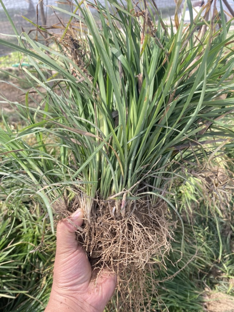 麦冬苗麦冬草丹麦草麦冬玉龙草日本矮麦冬