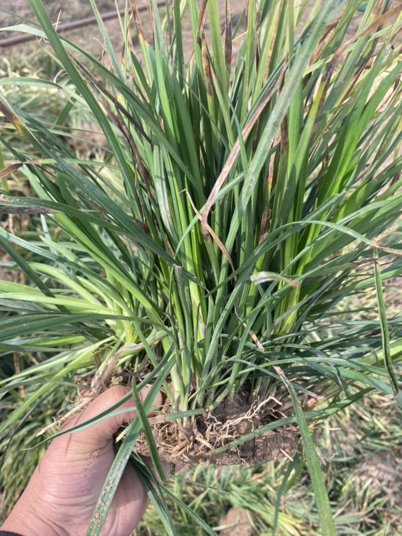 麦冬苗麦冬草丹麦草麦冬玉龙草日本矮麦冬