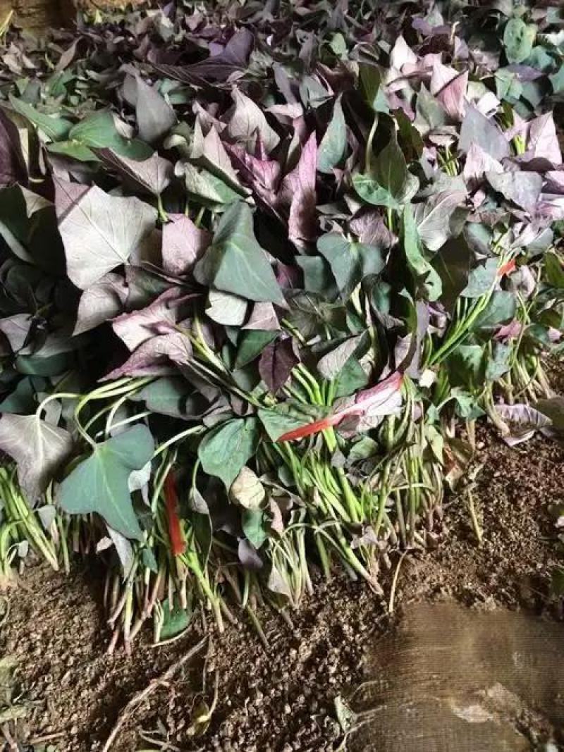 西瓜红红薯苗大田苗，地瓜苗流油蜜薯苗烟薯苗欢迎订购咨询