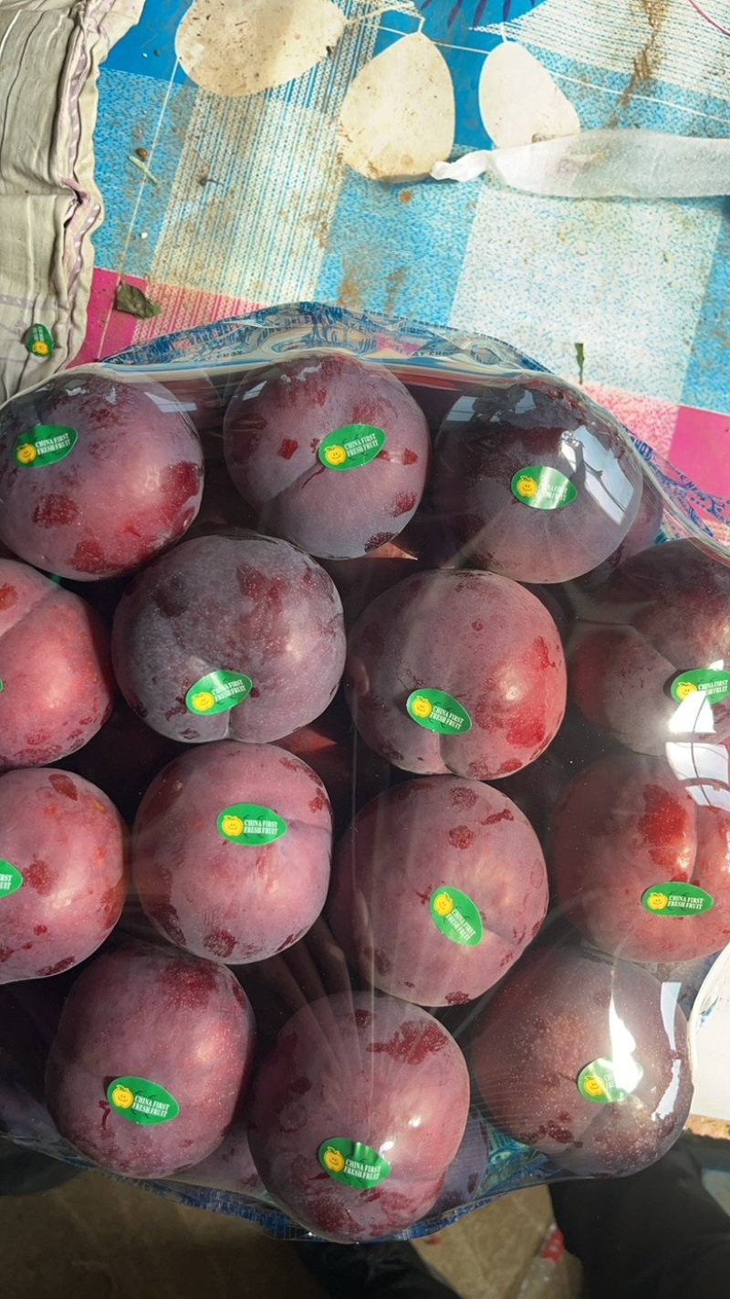 精品李子黑布林李子现摘现发货源充足量大从优