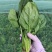 【精品菠菜】基地直供一手货源，大量供应中，欢迎选购