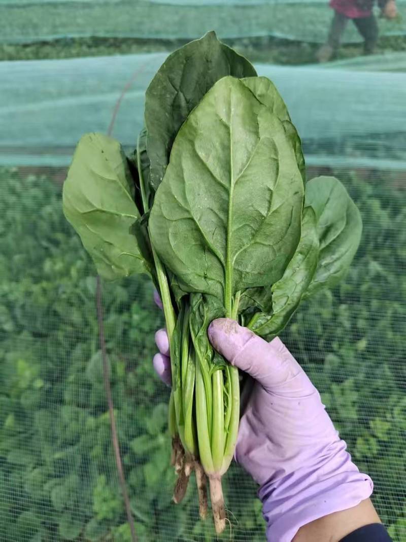 【精品菠菜】基地直供一手货源，大量供应中，欢迎选购