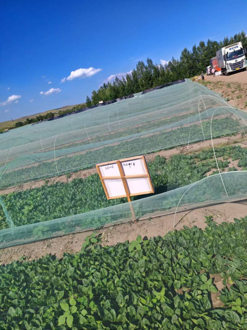 【精品菠菜】基地直供一手货源，大量供应中，欢迎选购