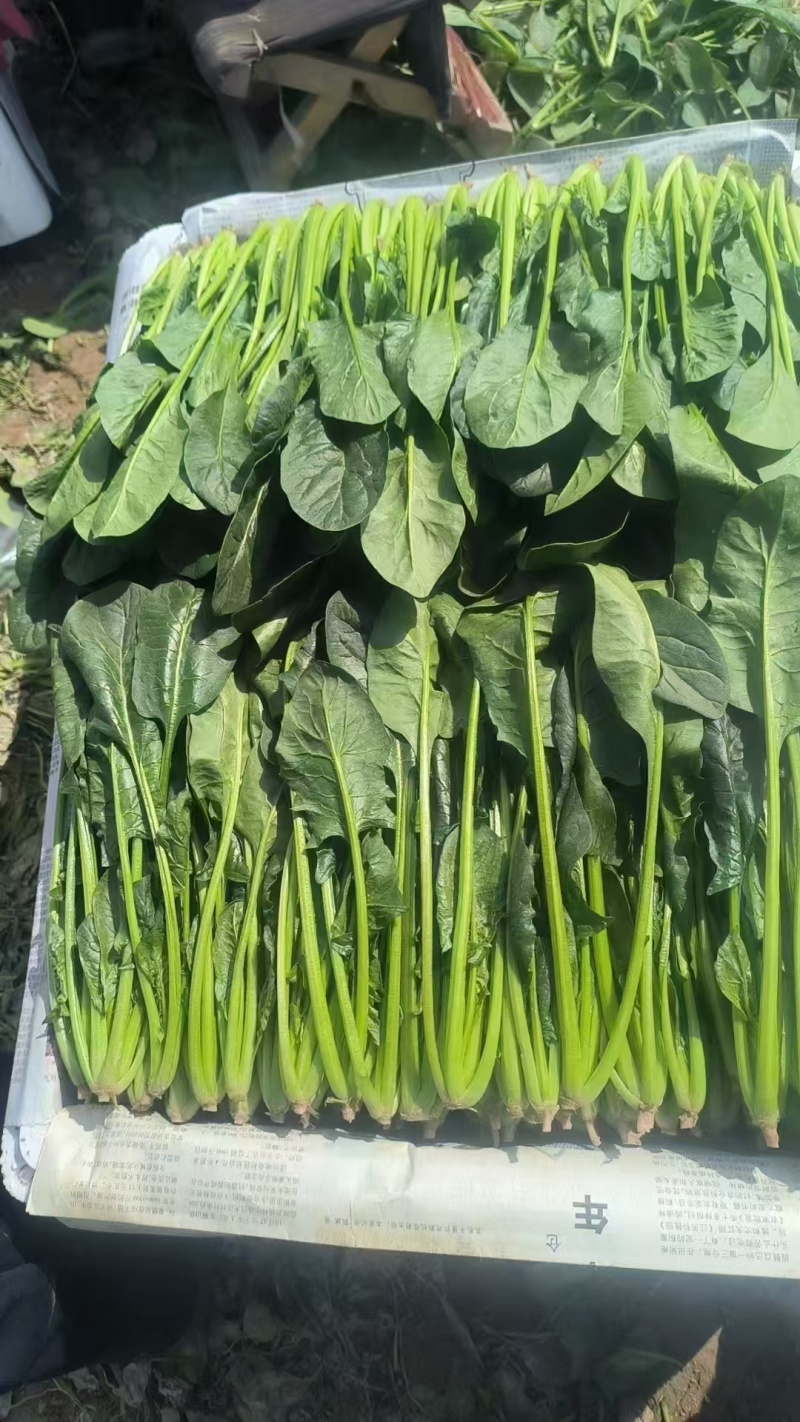 【精品菠菜】基地直供一手货源，大量供应中，欢迎选购