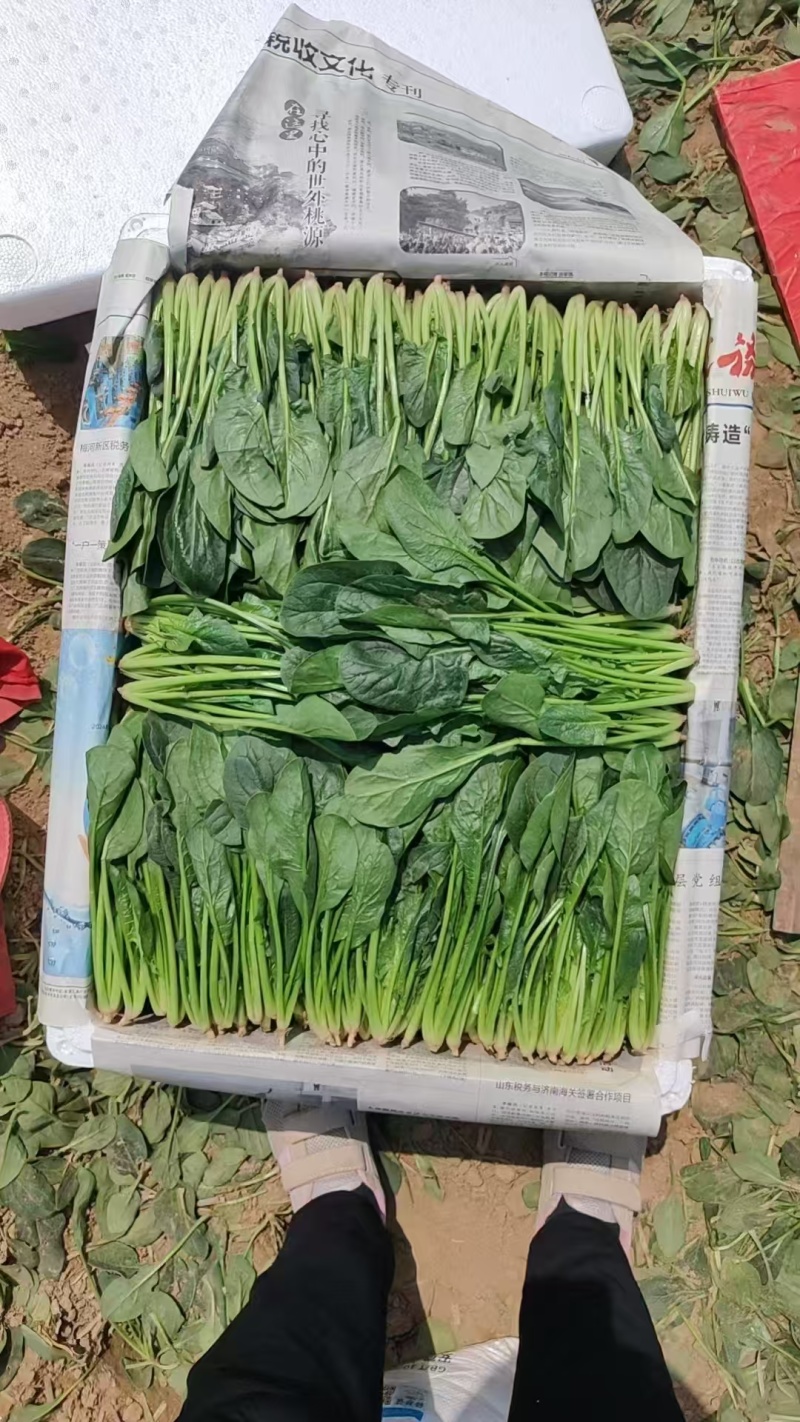 【精品菠菜】基地直供一手货源，大量供应中，欢迎选购