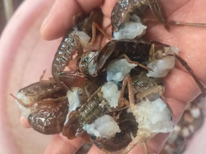 新鲜大虾尾一斤90粒左右真空包装三斤一包