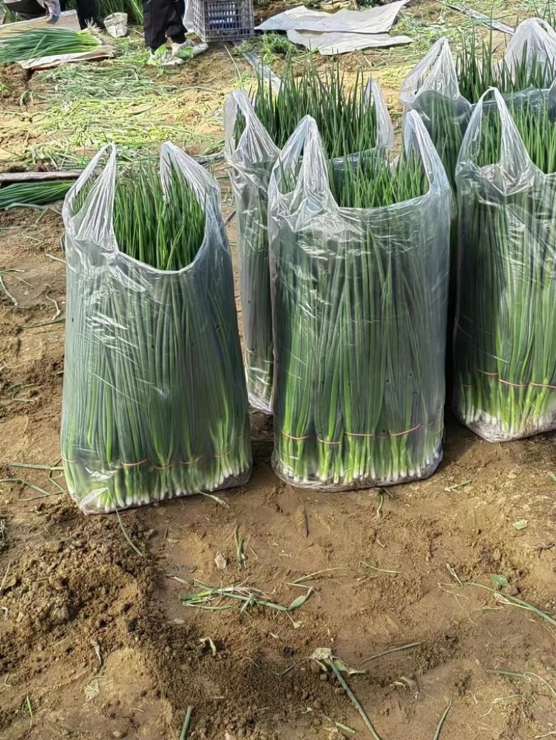 吉林省公主岭怀德香葱基地货源充足，量大从优，诚信经营