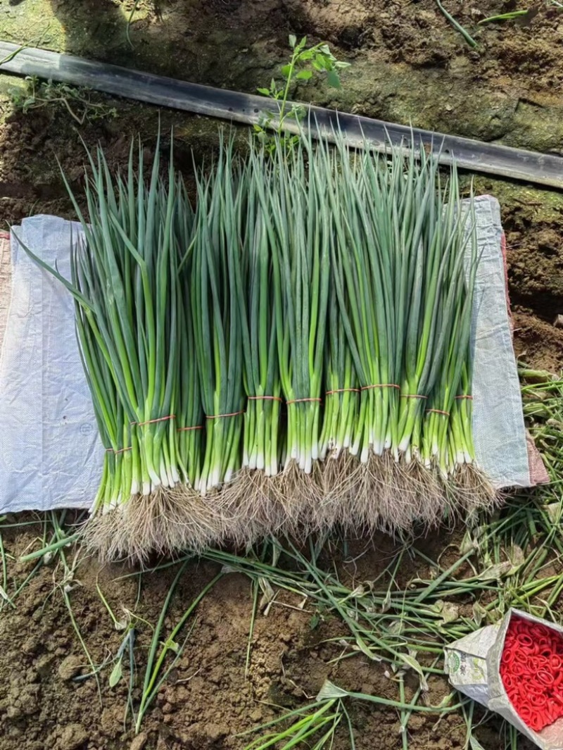 吉林省公主岭怀德香葱基地货源充足，量大从优，诚信经营