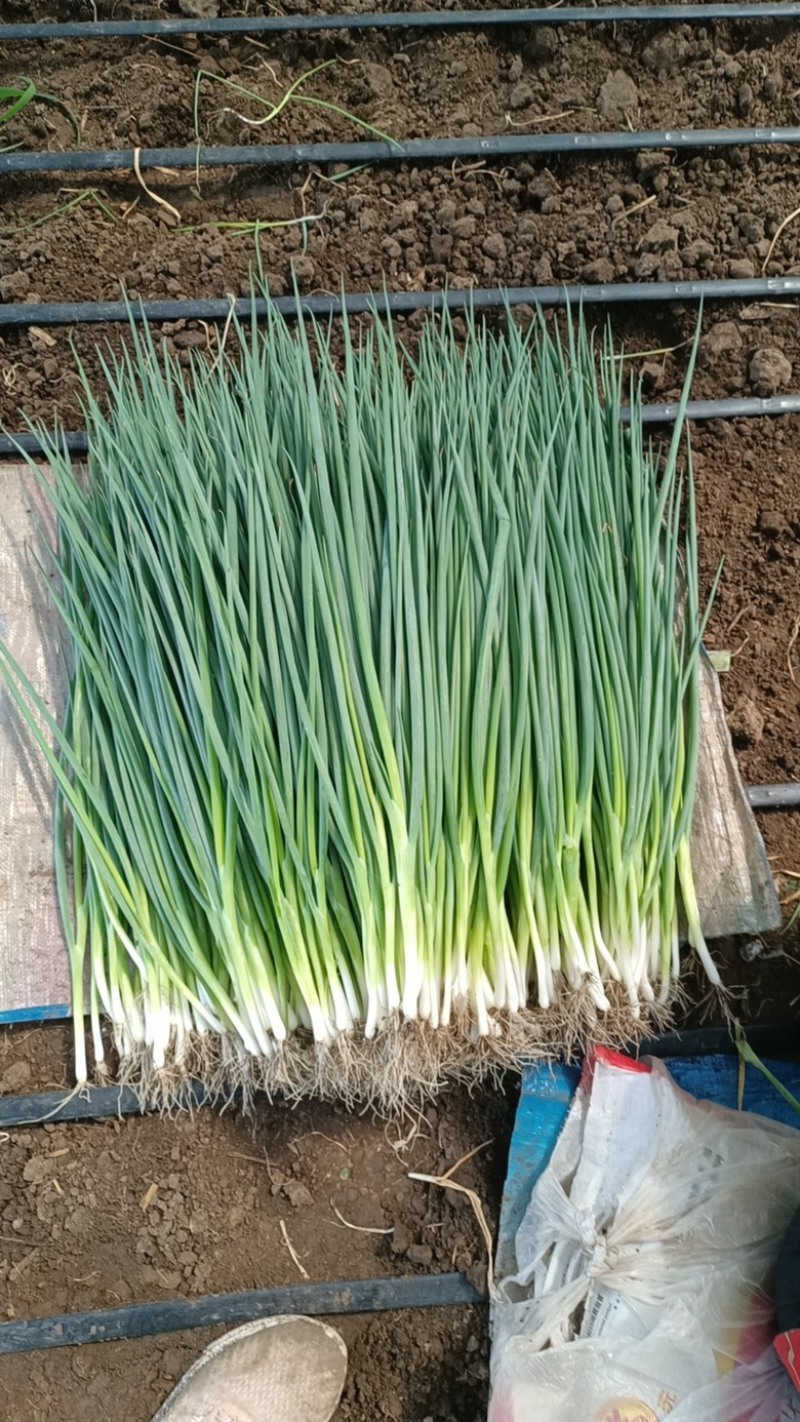 吉林省公主岭怀德香葱基地货源充足，量大从优，诚信经营