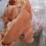 24小时在线选购全国供应营养丰富猪头肉