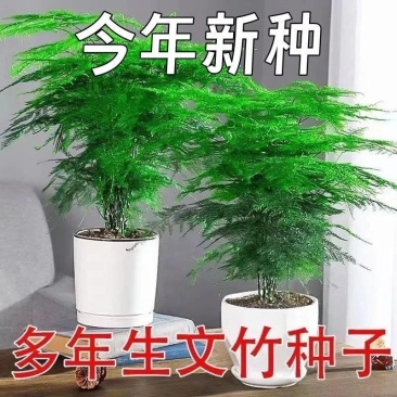新品文竹种子文竹盆栽室内种植室外耐寒花种文竹种籽四季庭院
