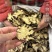 川芎质量保证无硫批发零售各种中药材农副产品……