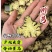 川芎质量保证无硫批发零售各种中药材农副产品……