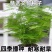 新品文竹种子文竹盆栽室内种植室外耐寒花种文竹种籽四季庭院