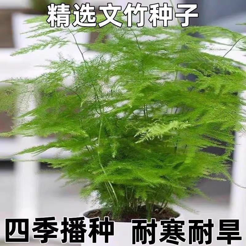 新品文竹种子文竹盆栽室内种植室外耐寒花种文竹种籽四季庭院