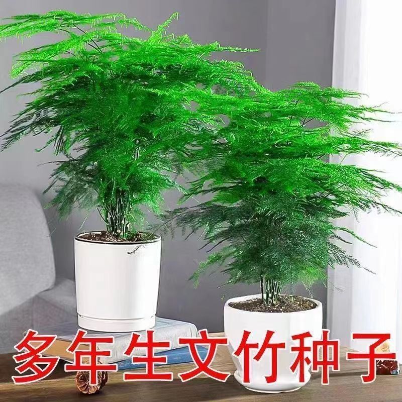 新品文竹种子文竹盆栽室内种植室外耐寒花种文竹种籽四季庭院