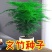 新品文竹种子文竹盆栽室内种植室外耐寒花种文竹种籽四季庭院