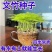 新品文竹种子文竹盆栽室内种植室外耐寒花种文竹种籽四季庭院