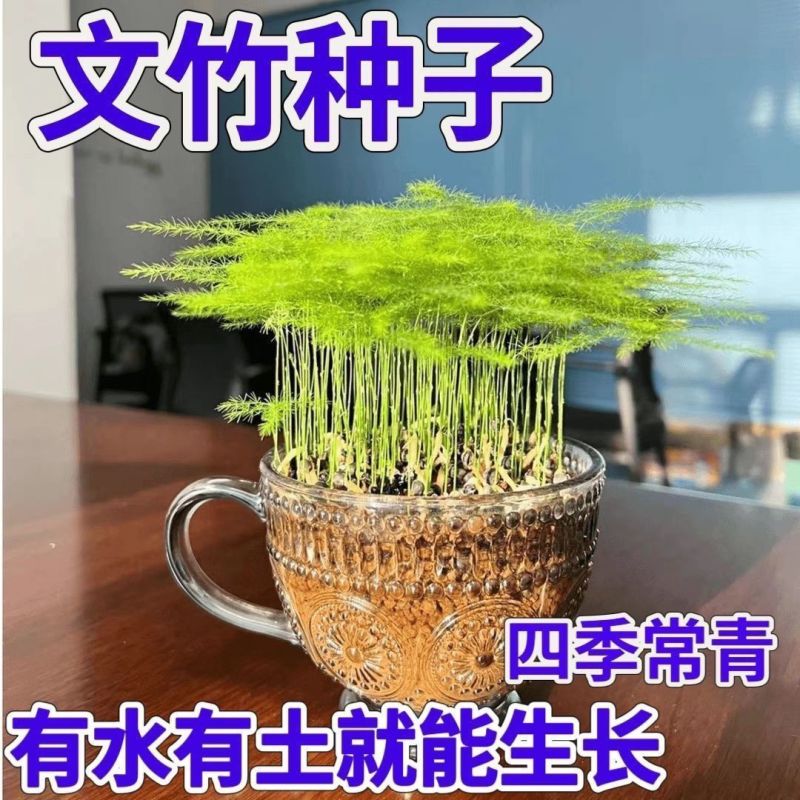 新品文竹种子文竹盆栽室内种植室外耐寒花种文竹种籽四季庭院