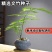 新品文竹种子文竹盆栽室内种植室外耐寒花种文竹种籽四季庭院