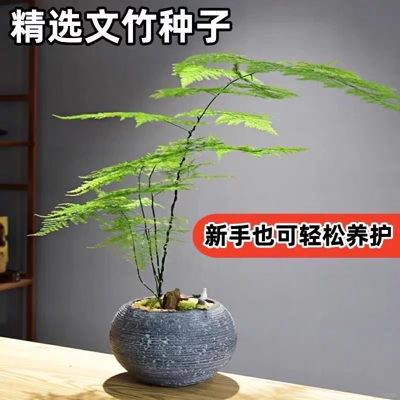 新品文竹种子文竹盆栽室内种植室外耐寒花种文竹种籽四季庭院