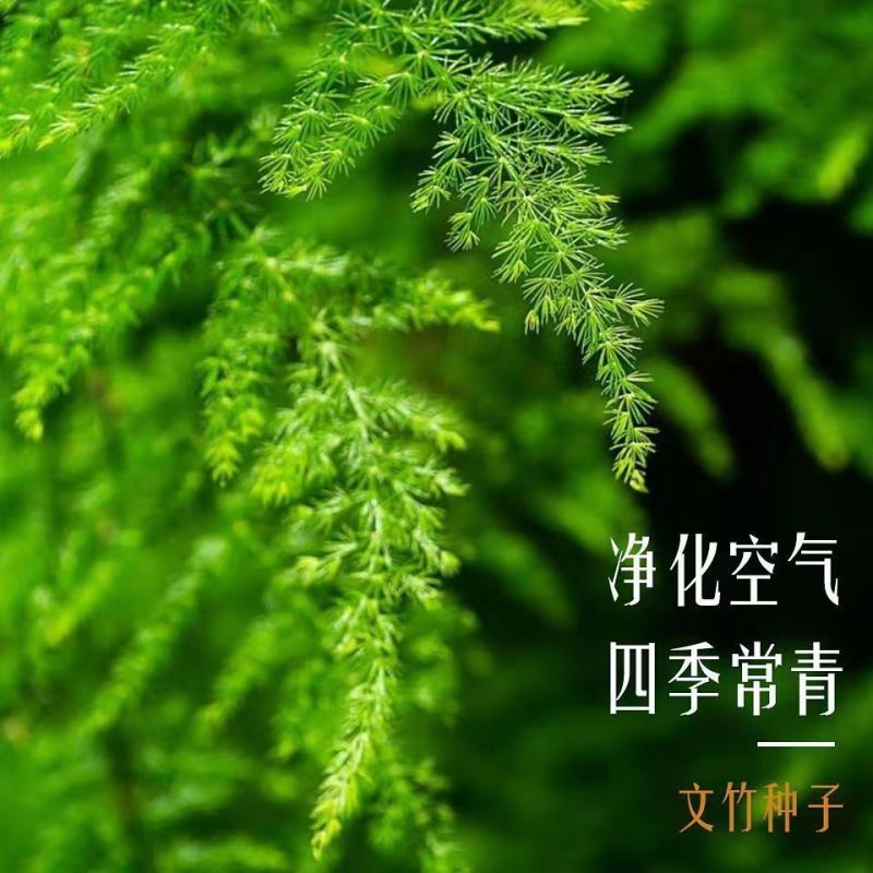 新品文竹种子文竹盆栽室内种植室外耐寒花种文竹种籽四季庭院