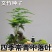 新品文竹种子文竹盆栽室内种植室外耐寒花种文竹种籽四季庭院