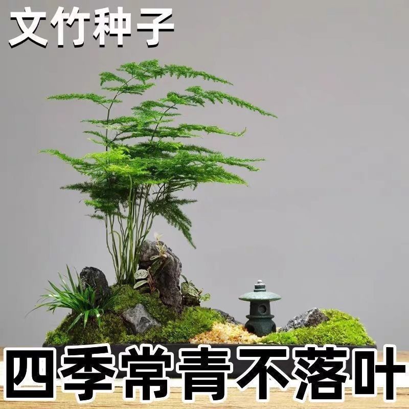 新品文竹种子文竹盆栽室内种植室外耐寒花种文竹种籽四季庭院