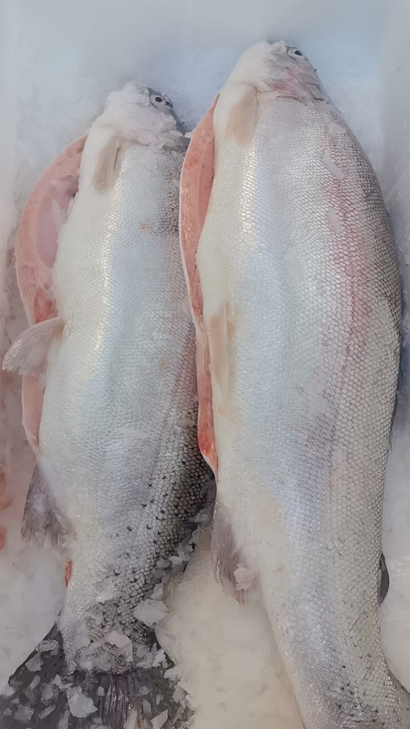 青海龙羊峡三文鱼