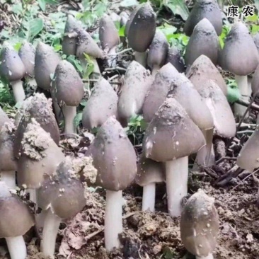 荔枝菌，鸡纵菌，五月菇，