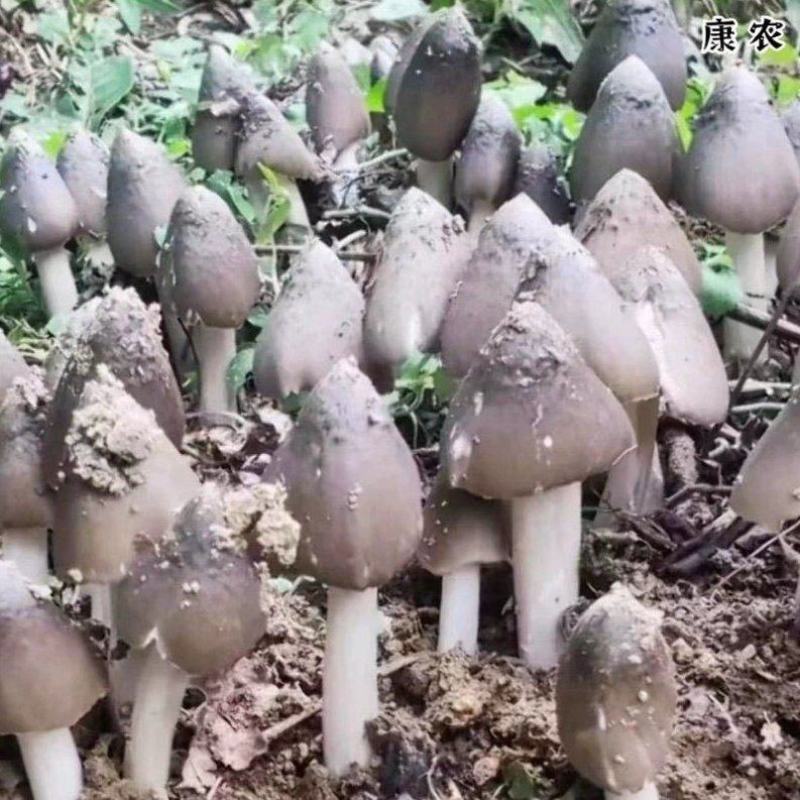 荔枝菌，鸡纵菌，五月菇，