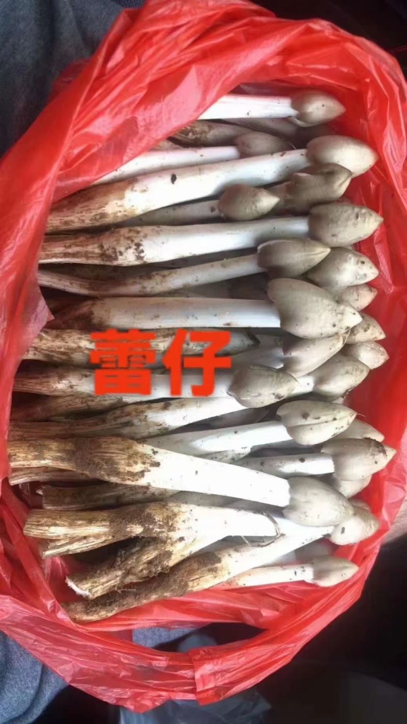 荔枝菌，鸡纵菌，五月菇，