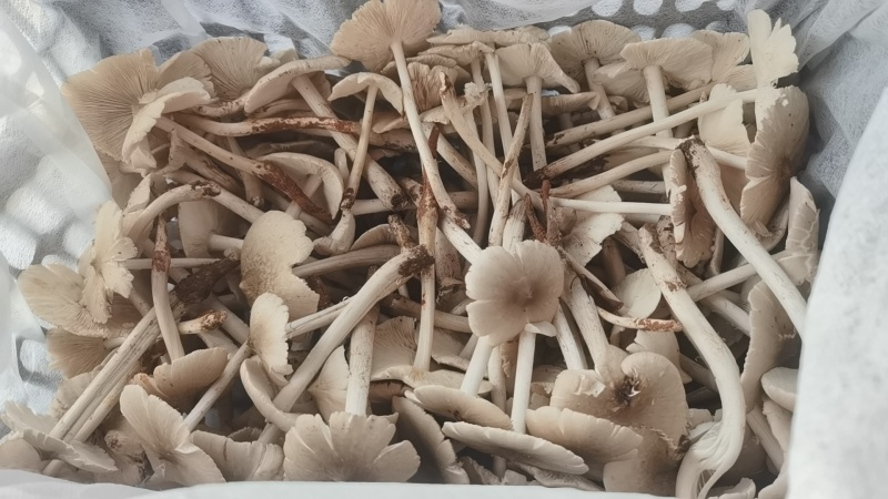 荔枝菌，鸡纵菌，五月菇，