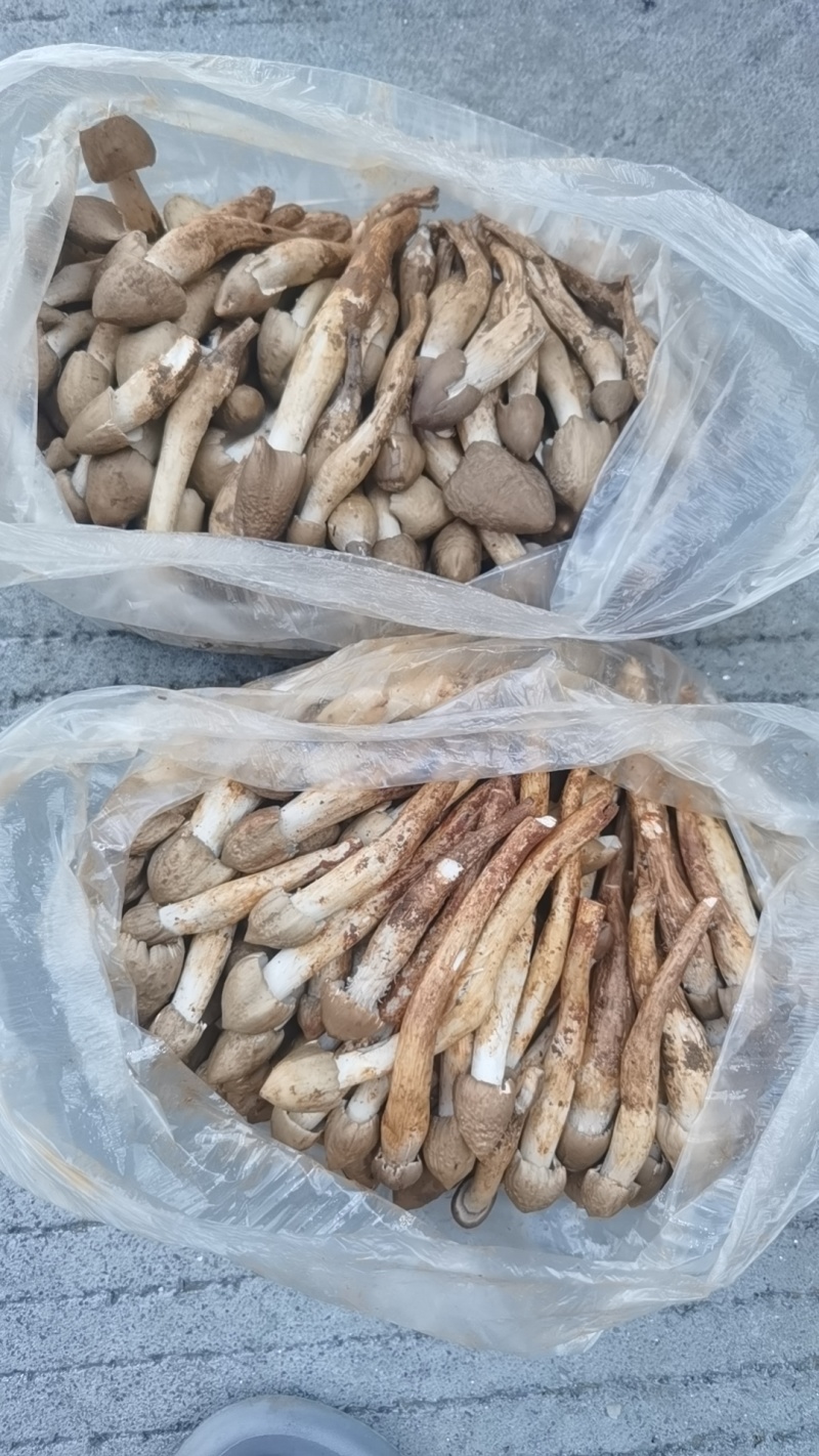 荔枝菌，鸡纵菌，五月菇，
