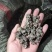 中药猫爪草