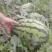 无籽甜王西瓜，无籽锦王西瓜，包熟包甜，保质保量，一手货源