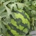 无籽甜王西瓜，无籽锦王西瓜，包熟包甜，保质保量，一手货源