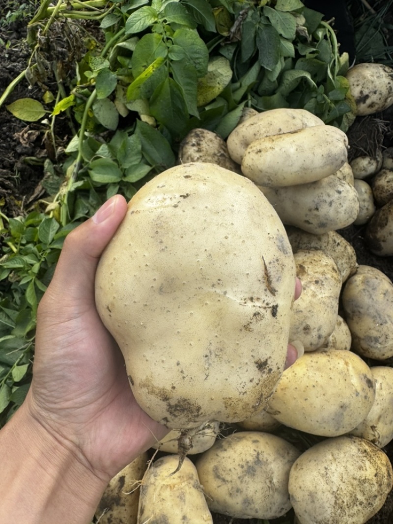 云南丽薯土豆新鲜上市对接全国质量好走货快欢迎询价