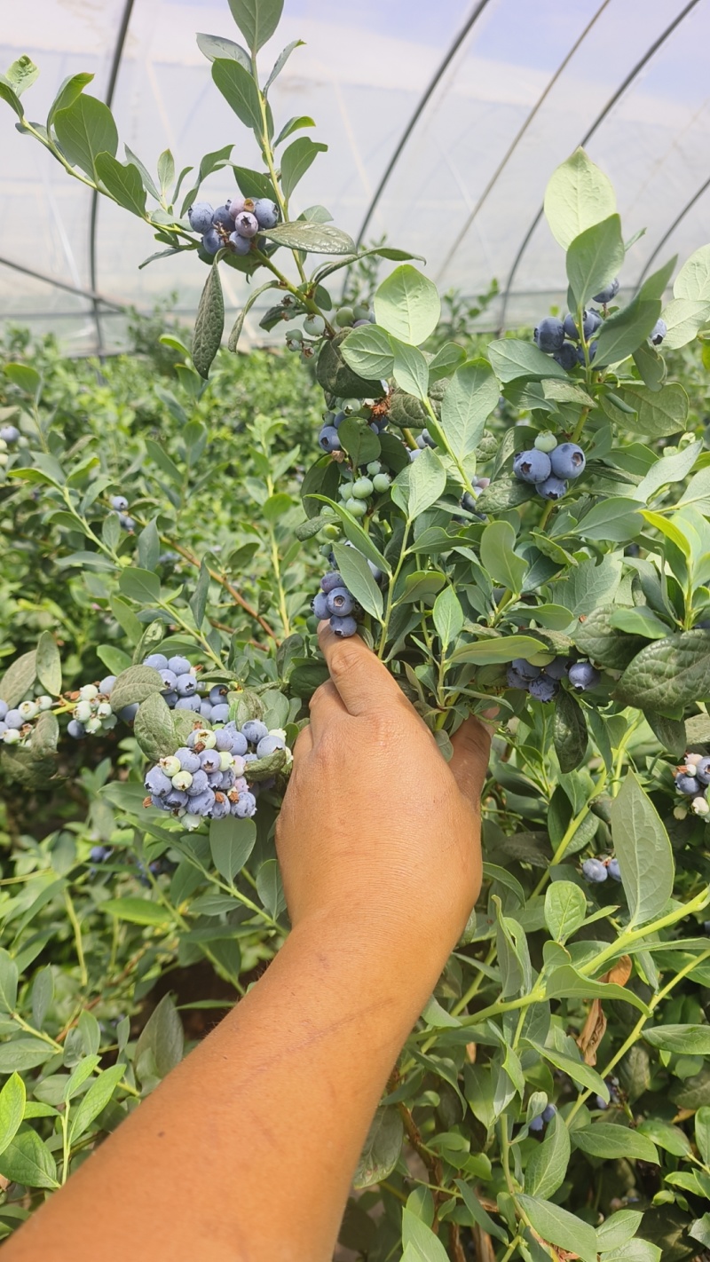 蓝莓