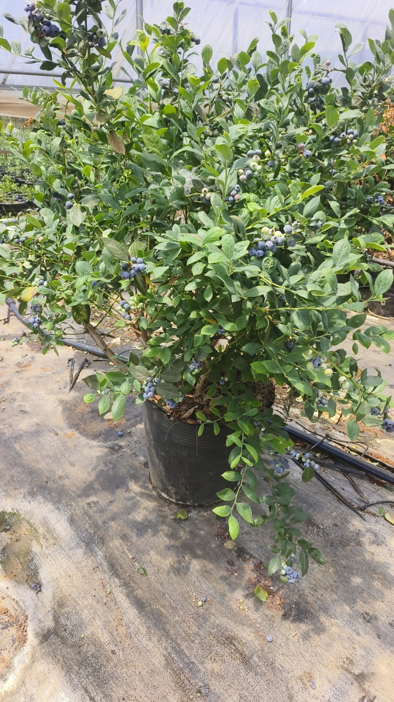 蓝莓