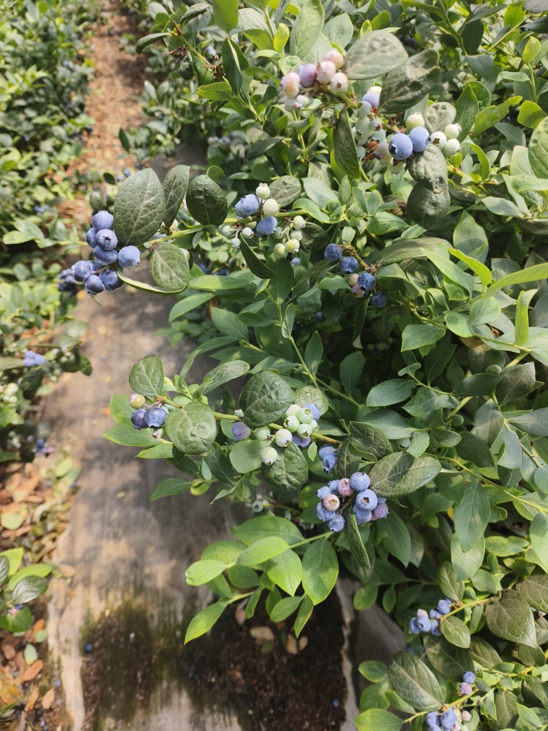 蓝莓