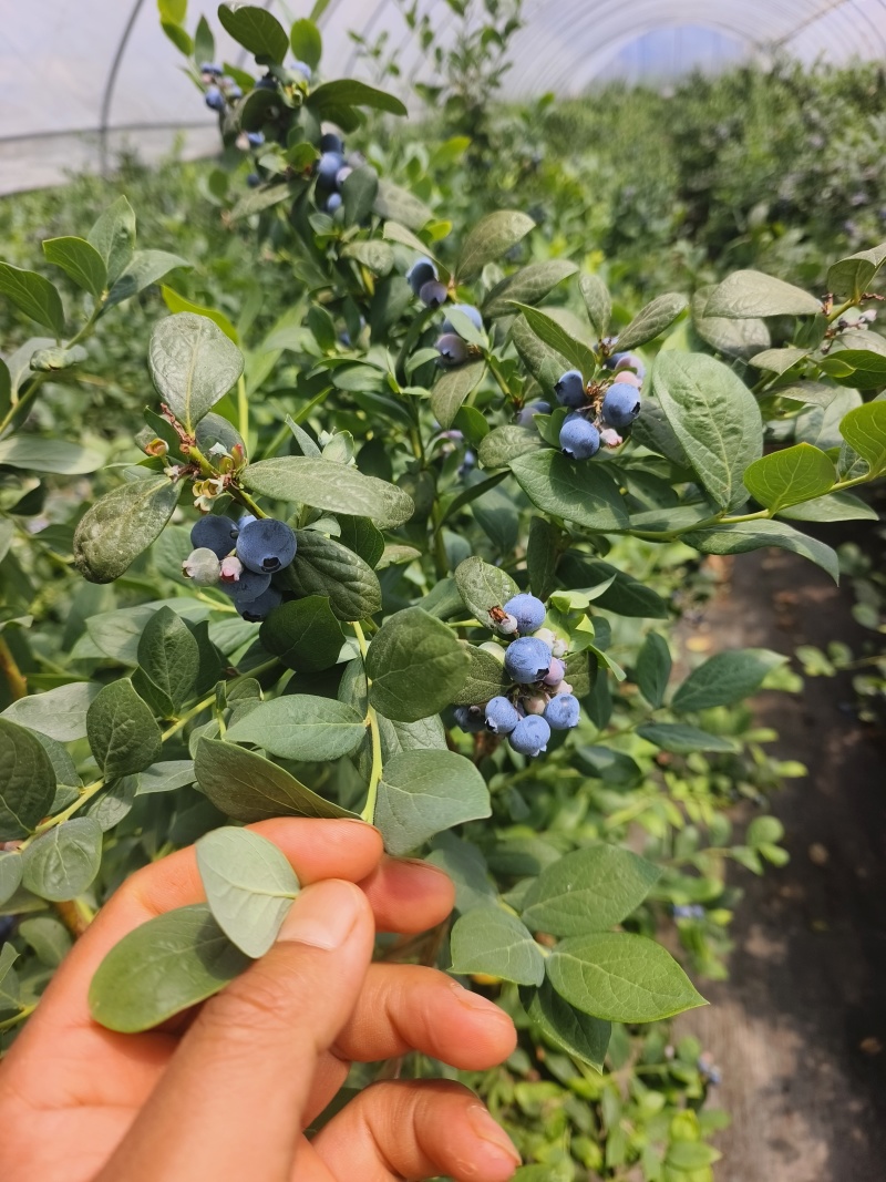 蓝莓