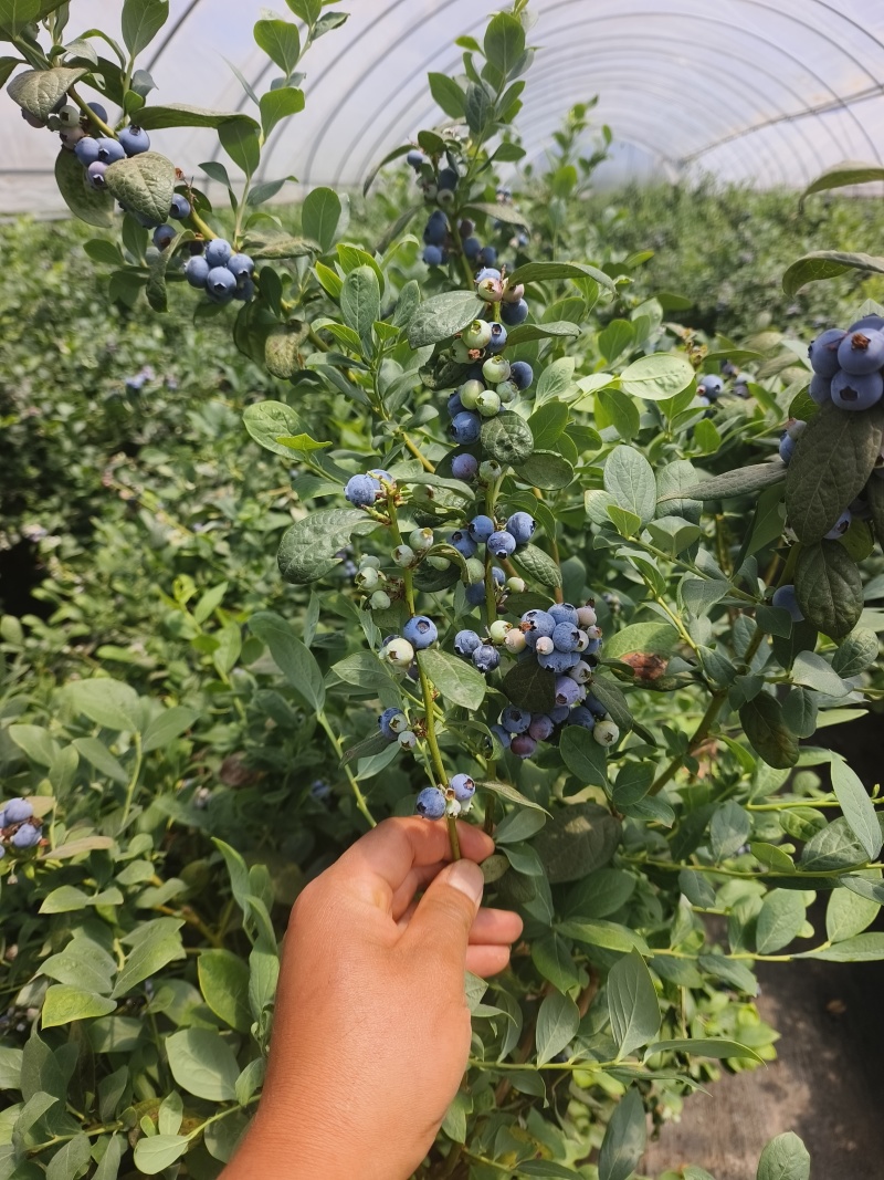 蓝莓