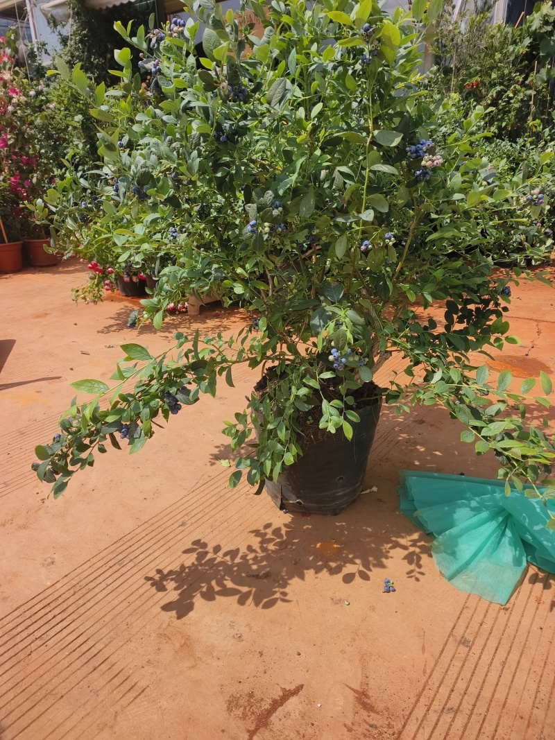 蓝莓