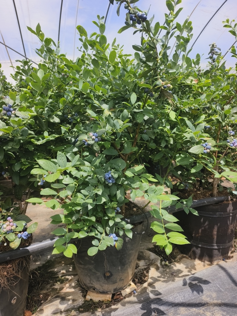 蓝莓