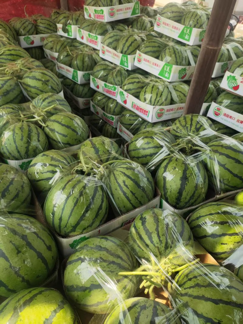 湖北宜城美都无籽西瓜，有籽西瓜麒麟瓜全国供货