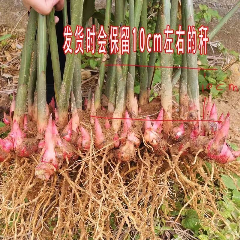 农家自种现挖红皮南姜种苗潮汕火锅调料品带根须带芽易活山姜