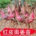 农家自种现挖红皮南姜种苗潮汕火锅调料品带根须带芽易活山姜