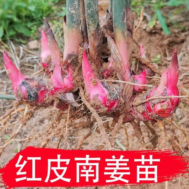 农家自种现挖红皮南姜种苗潮汕火锅调料品带根须带芽易活山姜